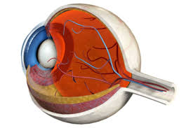 Image result for Retinal Anatomy
