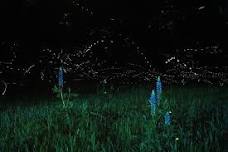 Fireflies: Nature’s Fireworks!
