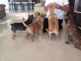 We did not find results for: What Is House Sitting And Pet Sitting Housesit Match Explains