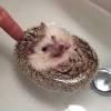 Adorable footage has emerged from canada of a baby hedgehog taking a bath. Https Encrypted Tbn0 Gstatic Com Images Q Tbn And9gcshnov95p9sbwb Uajh6vbsaokybq3jkg8iuc Crrtp8vttibao Usqp Cau