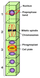 Maybe you would like to learn more about one of these? Preprophase Band Wikipedia