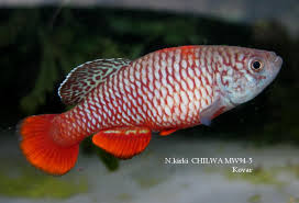 Image result for Corchorus kirkii