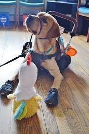 Cpl Service Dog In Training Payton Is Face To Face With A Dancing Chicken Doll Which Is Used By Cpl Tr Psychiatric Service Dog Service Dog Vests Service Animal