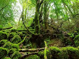 Puzzlewood, in the forest of dean, is well known as a filming location for star wars: 6 Jaw Dropping Filming Locations In The Cotswolds Manor Cottages