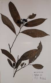 Image result for Xylopia acutiflora