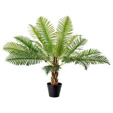 Ilgai laukta elektroninė parduotuvė jau čia! Yucca Elephantipes Pflanze Palmlilie 2 Stamme 24 Cm Ikea Deutschland Kunstliche Pflanzen Im Freien Topfpflanzen Palmenarten