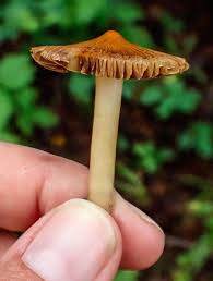 Image result for Chlorosplenium chlora