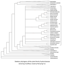 Image result for Cavacoa aurea