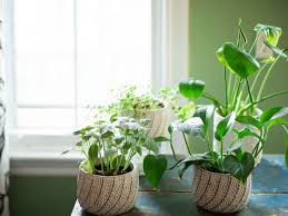 Because every fat red window box geranium you see is really a pelargonium. 12 Best Houseplants For Sunny Windows