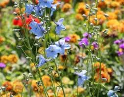 Check spelling or type a new query. Pin On Garden