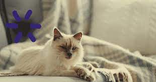 More than 90% of cats will not start spraying if they're fixed in this time frame. What Age Do Cats Start Spraying What To Do About It
