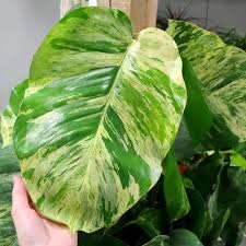 Nothing Better Than A Giant Marble Queen Pothos On This Foliagefriday Plants Houseplants Plantcetera Indoorplants Indoorgarde Plants Plant