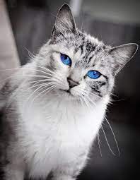 One that limits expression of color to specific body areas, the other that relates to the dominant white gene that masks color. Silver And White Tabby Tom With Blue Eyes Pets Cats Cats And Kittens Cats