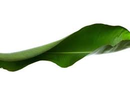 Bird Of Paradise Plant Leaves Curling And Turning Brown Curling Leaves On Bird Of Paradise Why Are Leaves Curling Up On Bird Of Paradise