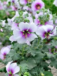 Lavatera Mallow Maritima Mittelmeerstrauchmalve Tree Lavatera Maritima Tree Mallow Mittelmeer Strauchmalve Backyard Plants Mallow Garden Plants