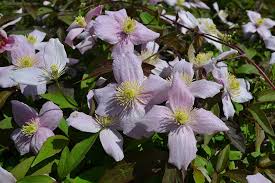 We did not find results for: Clematis Montana Var Rubens Odorata 3 Litre Pot