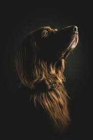 Paul Chiaroscuro Photography Dog Photoshoot Irish Setter
