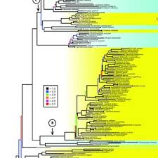 Image result for Phragmanthera crassicaulis