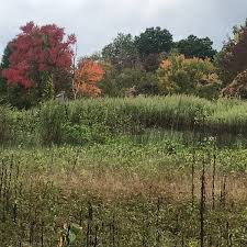Check spelling or type a new query. Photos At Mass Audubon Broadmoor Wildlife Sanctuary 5 Tips