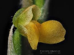 Image result for Zeuxine