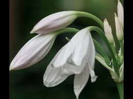 Image result for Crinum walteri