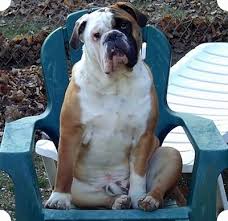 Community for american bulldog breeders, owners, and buyers. Engam Bulldog Dog Breed Information And Pictures