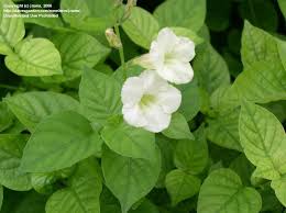 Image result for Asystasia vogeliana