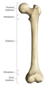 Maybe you would like to learn more about one of these? Gross Anatomy Of A Long Bone Using Photograph By Alayna Guza