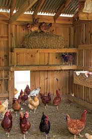 Coming Home To Roost Chicken Coop Diy Chicken Coop Building A Chicken Coop