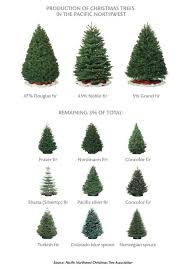 Washington State Magazine Christmas Tree Inspiration Christmas Tree Guide Types Of Christmas Trees