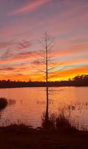 Discover the best campgrounds and rv parks in tallahassee, fl! Camel Lake Nf Campground Tallahassee Florida Us Parkadvisor