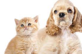 We did not find results for: Bagaimana Cara Membuat Kucing Dan Anjing Berteman Halaman All Kompas Com