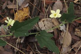 Image result for Cucumis hirsutus