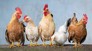 La gripe aviar es contagiosa entre las aves y capaz de enfermar gravamente o matar a las aves domésticas como el pollo, el pato y el pavo. Ujqdfr1q7y2gxm