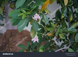 Image result for Tabebuia heterophylla