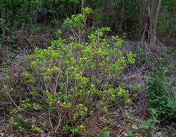 Image result for Chazaliella abrupta