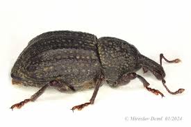 Image result for Plinthus