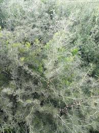 Image result for Asparagus laricinus