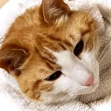 Want to learn how animals really feel about euthanasia? Hospice Euthanasia Cremation Paoli Vetcare