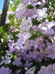 Image result for Bignonia callistegioides