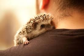 And Sleeping Again Cute Animals Cute Hedgehog Animals Beautiful