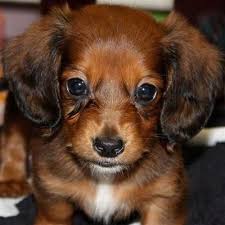 This pup gets tons of. See Our Internet Site For More Relevant Information On Dachshund Puppies It Is Actually An Exceptio Dachshund Dog Dachshund Puppy Dachshund Puppies For Sale