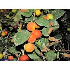 Tanaman daun bidara ternyata memiliki banyak khasiat diantaranya dapat mengobati diabetes. 1 Benih Bidara Laut Shopee Indonesia