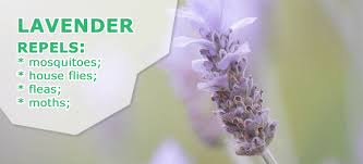 Visit today & quickly get more results on fastquicksearch.com Chase The Bugs 24 Plants That Repel Insects For Good