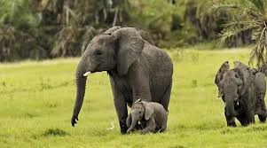 Smaller than its african counterpart, the indian elephant is a herbivore that can adapt to a variety of environments, from forests to grasslands and even the last on the list of animals found in planet zoo, it is also one of several exhibit animals. List 20 Must See African Animals When On A Safari Safari Animals