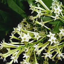 Image result for Cestrum nocturnum