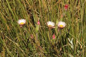 Image result for Helichrysum adenocarpum