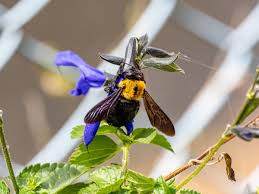 Carpenter bees usually won't sting, but they can damage wood near your home. How To Remove Carpenter Bees Without Killing Them