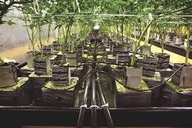 The 2019 High Times Hydro Report High Times