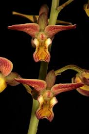 Image result for Eulophia tuberculata